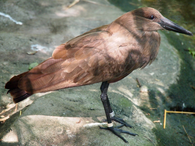 [This is an all-brown bird with a black bill and black legs and feet. The head sits on the body with no visible neck. This is a medium size bird which only stands about a foot tall.]